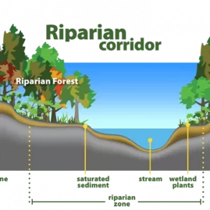 Let’s protect our riparian strip